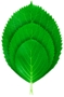 logo vert